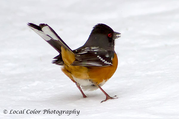 20120314rufous-sided-spotted-towhee-a
